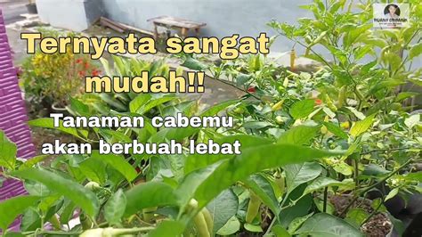 Cara Merawat Tanaman Cabe Di Musim Hujan Agar Berbuah Lebat YouTube