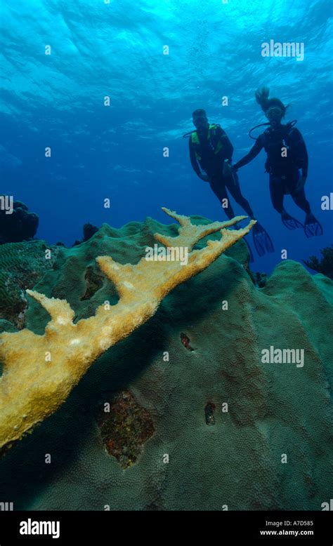 Female Scuba Diver And Elkhorn Coral Hi Res Stock Photography And