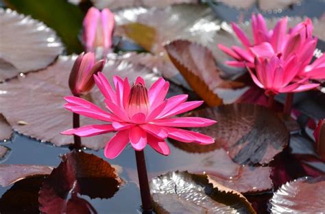 Ultimate Guide to Lotus Flower Meanings and Symbolism - Petal Republic