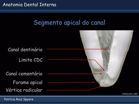 Anatomia Interna Dental Pdf