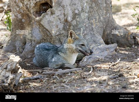 Crab Eating Fox Cerdocyon Thous Adult Los Lianos Au Venezuela Stock