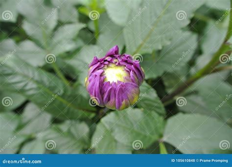 Violet Flower in the Garden Stock Photo - Image of rain, view: 105610848