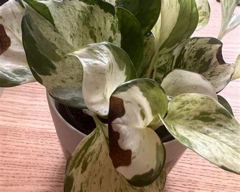 Pothos Leaves Turning Brown 6 Ways To Save Your Plant Swipe Garden