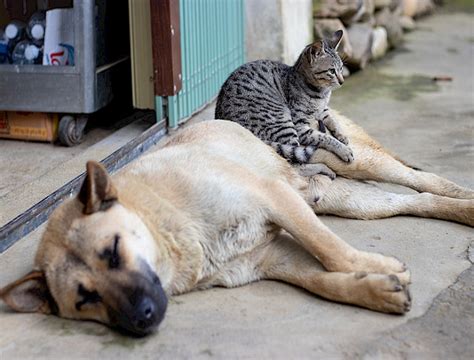 Estudio Revela Que Hay 12 Millones De Perros Y Gatos Con Dueños En