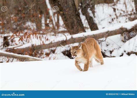 The hunt stock photo. Image of angry, looking, dewclaw - 85024192