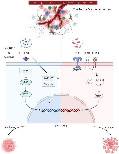 Frontiers Factors Impacting The Benefits And Pathogenicity Of Th17 Cells In The Tumor