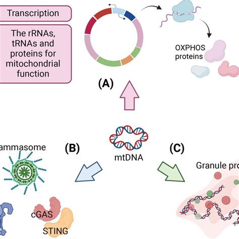 Overview of the role of mitochondrial DNA. (A) The mitochondrial DNA ...