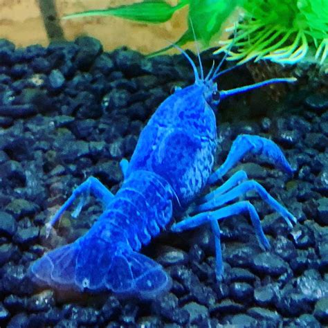 Pet Blue Crayfish Are Awesome: Here are 6 Reasons Why