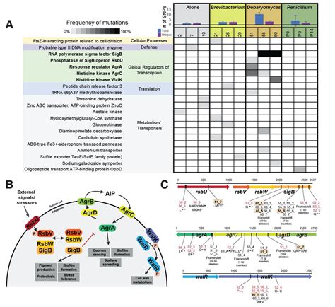 Whole Genome Sequencing Reveals Mutations In Putative Global