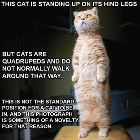 [Image - 46721] | Standing Cat | Know Your Meme