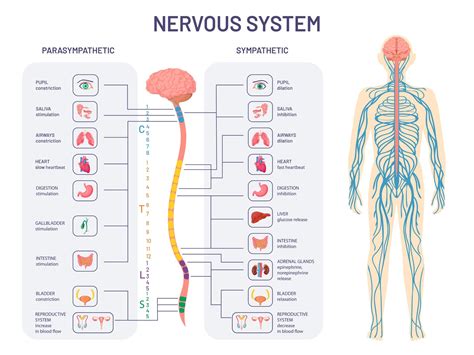 Parasympathetic Nervous System Diagram