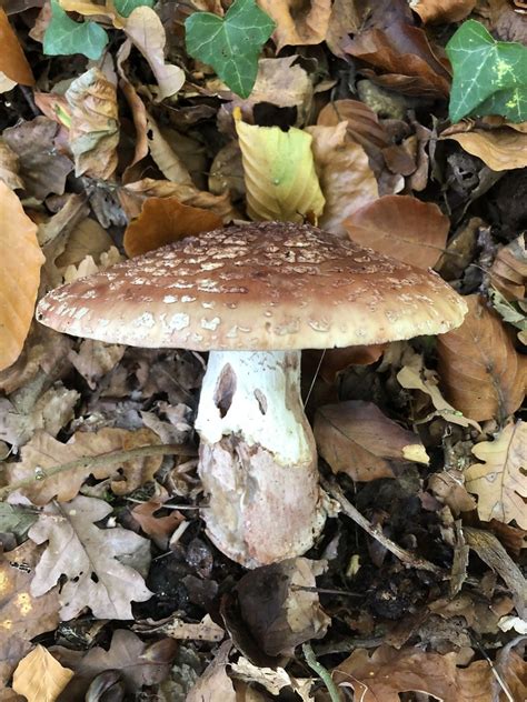 Perlpilz Amanita Rubescens Perlpilz Amanita Rubescens Flickr