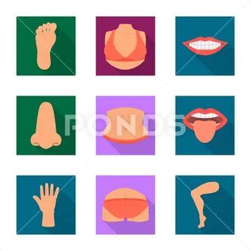 Vector Design Of Body And Part Sign Set Of Body And Anatomy Stock