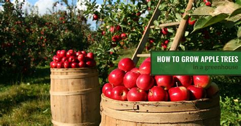 How To Grow Apple Trees In A Greenhouse