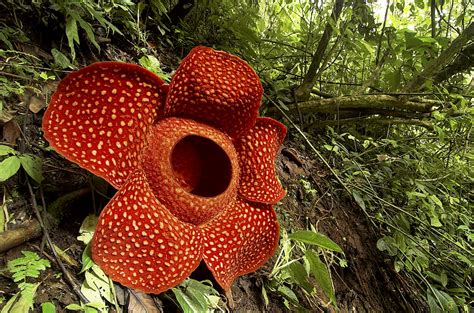 Rafflesia La Flor Cad Ver De Indonesia National Geographic En Espa Ol