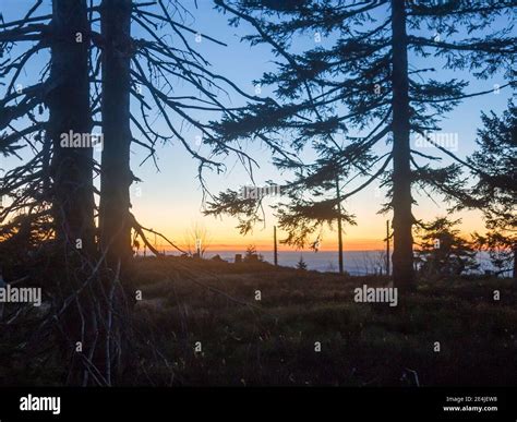 Bavarian Forest At Sunset Stock Photo Alamy