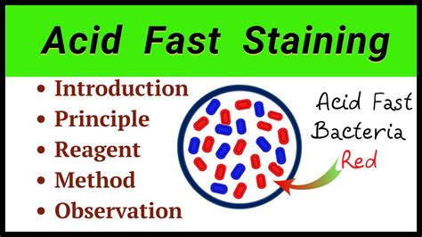 Ziehl Neelsen Stain Acid Fast Staining Test Acid Fast, 57% OFF