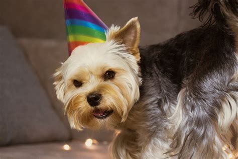 Botti Di Capodanno Tutti I Rischi Che Corrono Cani E Gatti