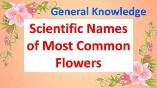 Scientific Names Of Most Common Vegetables Vegetables Names Orchids Elearning Mp3 & Mp4 Download ...