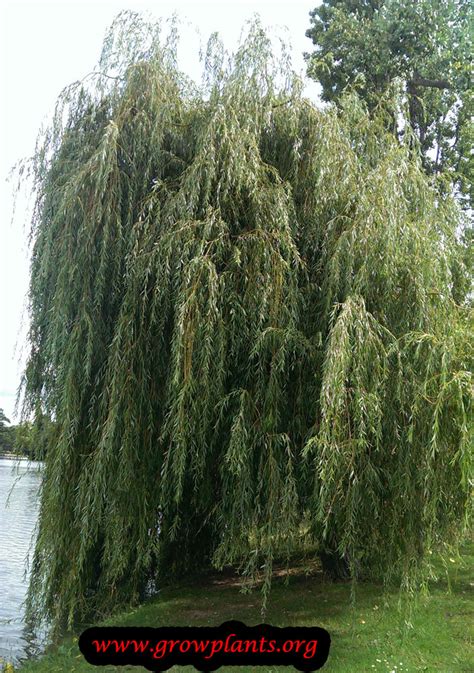 Weeping Willow Tree Diseases