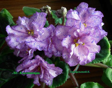 Клеопатра Фиалка Фото – Telegraph