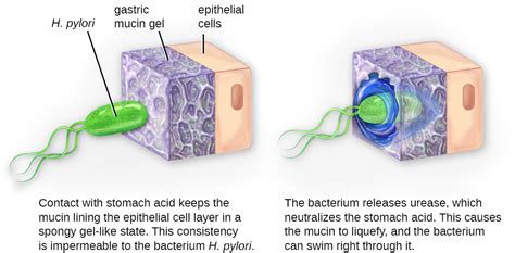 15.2: How Pathogens Cause Disease - Biology LibreTexts