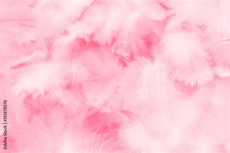 Pink Feather Background