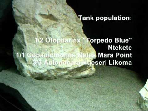 Copadichromis Melas Mara Point Spawning YouTube