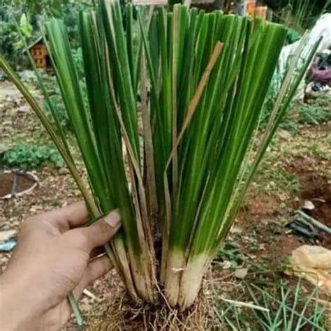 Jual Paket 1 Ton Rumput Vetiver Tanaman Penahanan Erosi Akar Wangi