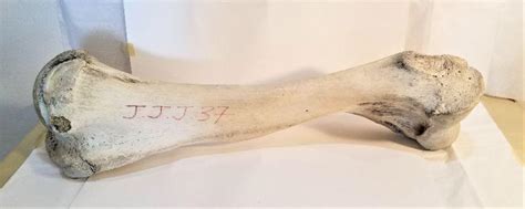 Lot 69 Vintage Elephant Femur From Africa