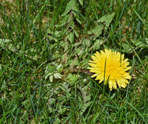 What is a Broadleaf Weed? - DIY Home Lawn