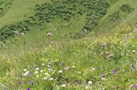 Flora and Fauna of Ladakh: Nature’s Unique Showcase – TravelPeople