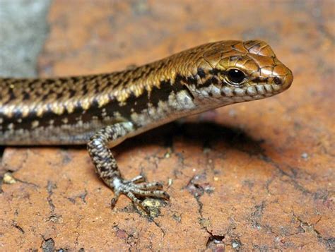 Common Garden Skink Habitat Fasci Garden