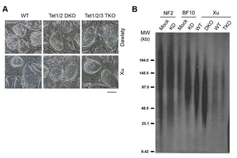 Figure S4 Related To Figure 4 Colony Morphology A And Telomere Download Scientific Diagram