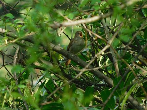 Nightingale Symbolism Meaning Totem Spirit Omens World Birds