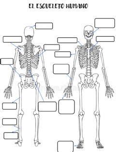El Esqueleto Idioma Espa Ol O Castellano Curso Nivel Asignatura