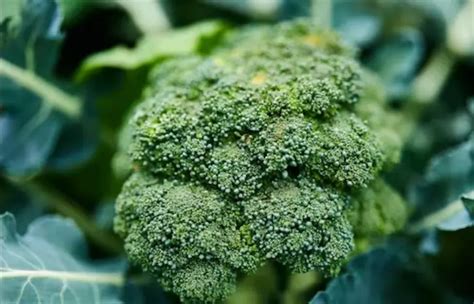 How To Grow Broccoli At Home