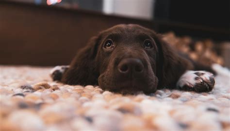 What is a Goldador: Traits, Temperament, and Care Needs