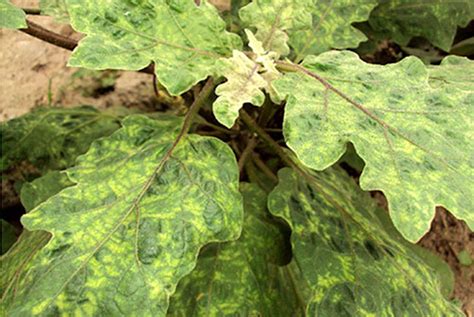 Mosaic Disease Of Eggplant Yellow Leaves 5 8423