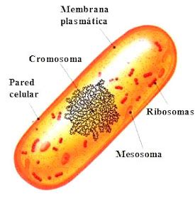 Biología y Geología 1º BACH LOS RIBOSOMAS