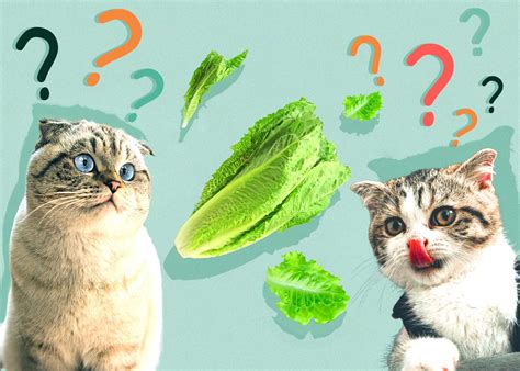 Can Cats Eat Lettuce Health Benefits And Precautions Catster