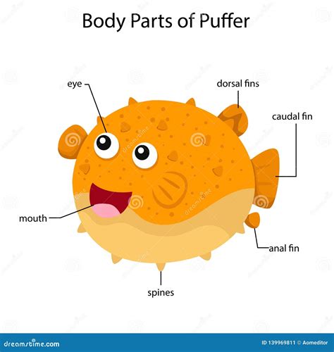 Puffer Fish Diagram