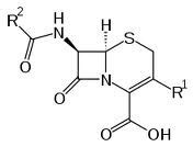 Cephalosporins Carbapenems And Monobactams Beta Lactams Flashcards