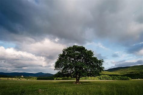 Viejo Roble Solitario En Un Campo Al Atardecer De Primavera Foto Premium