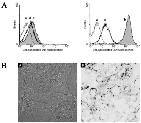 Functional Characterization Of An Endosome Disruptive Peptide And Its