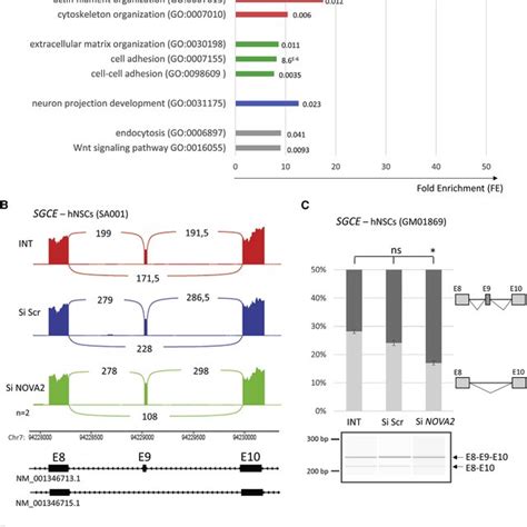 Transcriptomic Analysis In Human Neural Stem Cells HNSCs After NOVA2