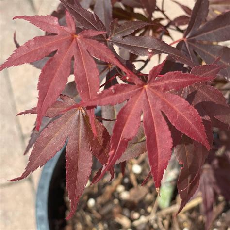 Fireglow Japanese Maple Tree