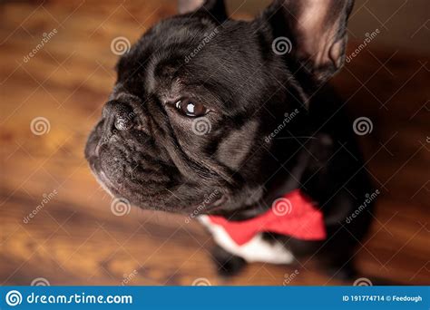 Cute French Bulldog Dog Wearing Red Bowtie And Looking To Side Stock