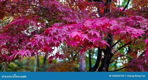 Beautiful Pink Maple Tree in Park of Japan in Autumn Stock Photo ...