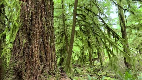 MacMillan Provincial Park Seven Wonders Canada Vancouver island ancient